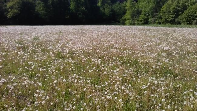 Není to nádhera? Odhadem jsme zvládli cca 10 km, sli jsme bez hospod, bez delších zastávek téměř 2 a půl hodiny a domluvili jsem se, že 3.6.12 c 10 bude další vycházka - START od dolního parkoviště GLOBUS. 